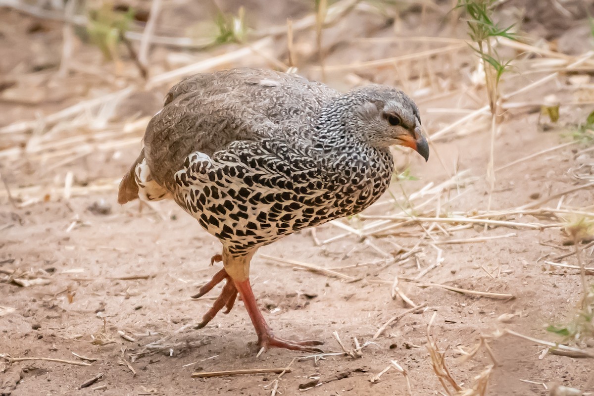 Francolin de Hildebrandt - ML115028761