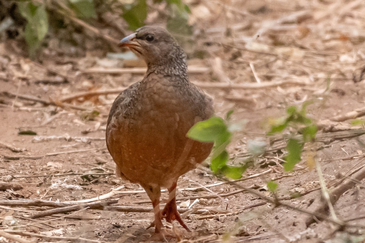 Hildebrandt's Spurfowl - ML115028781