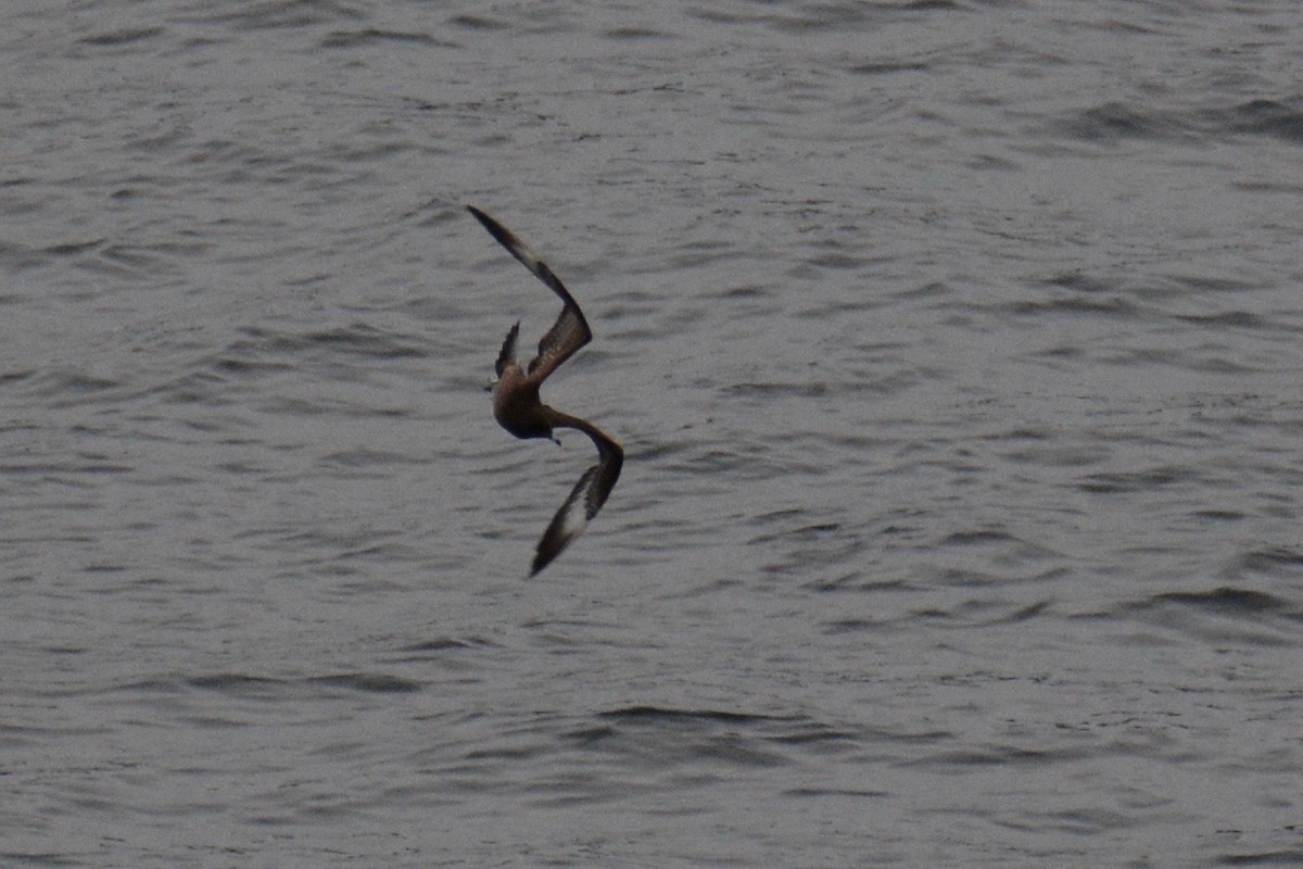 Long-tailed Jaeger - ML115029841