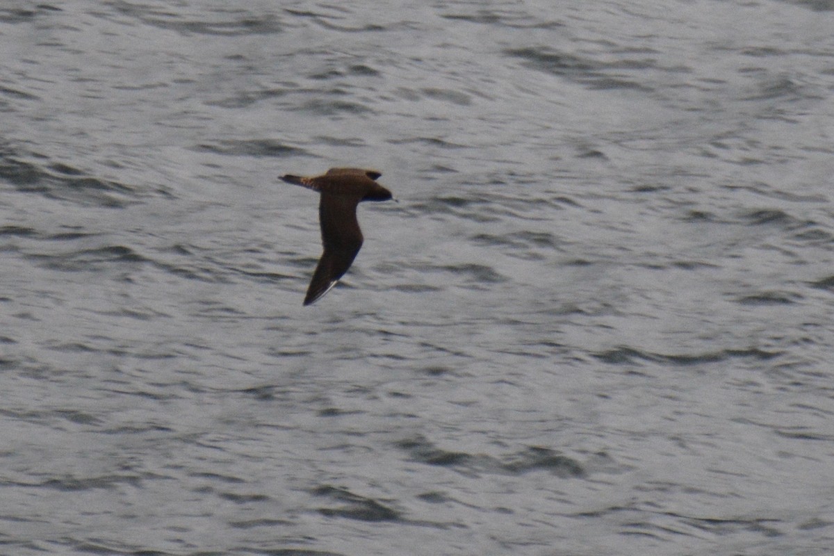 Long-tailed Jaeger - ML115029881