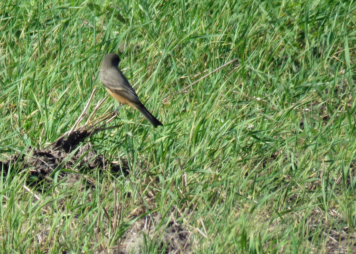 Mosquero Llanero - ML115031901