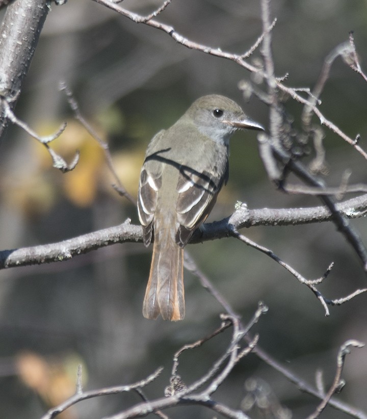 Great Crested Flycatcher - ML115032631