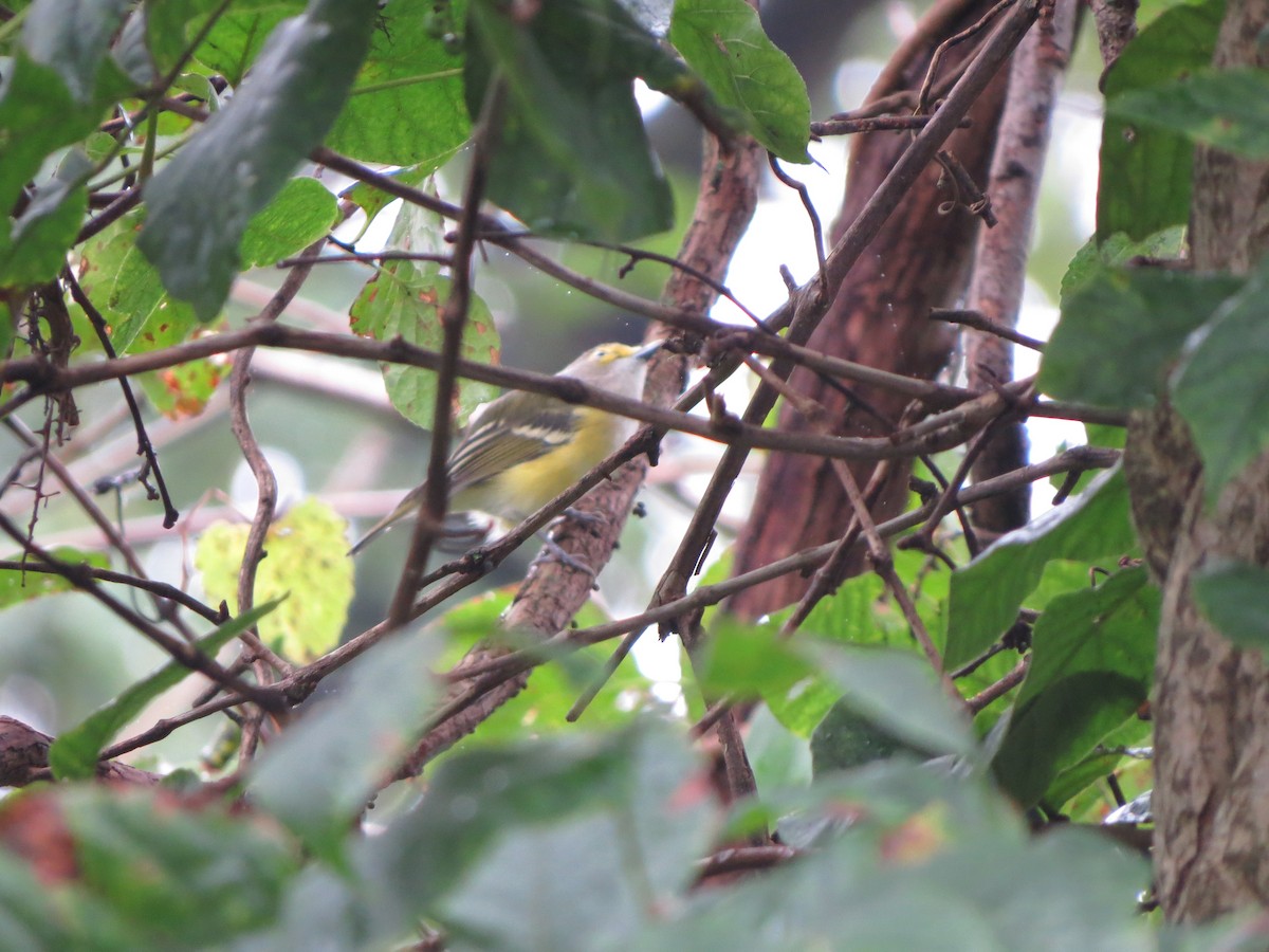 White-eyed Vireo - ML115032641