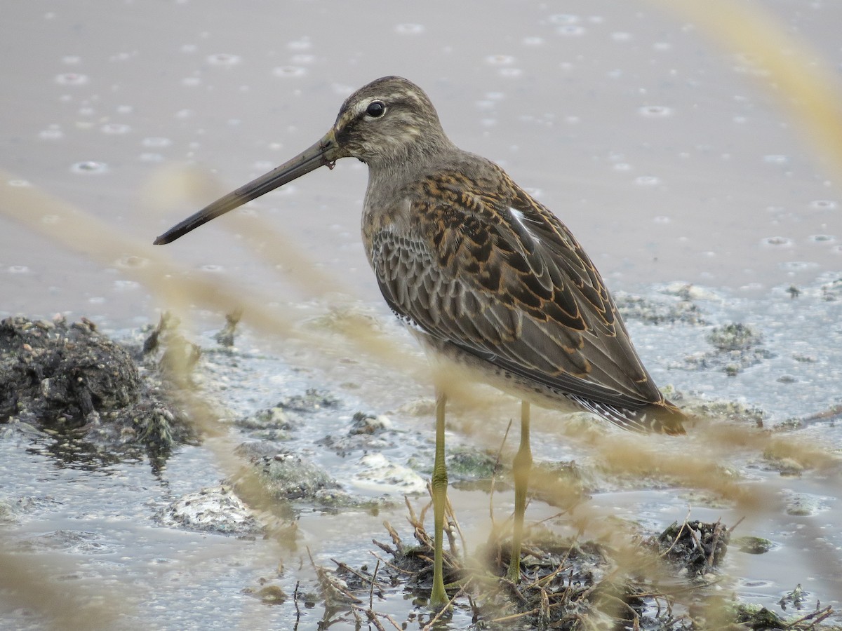Long-billed Dowitcher - ML115033151