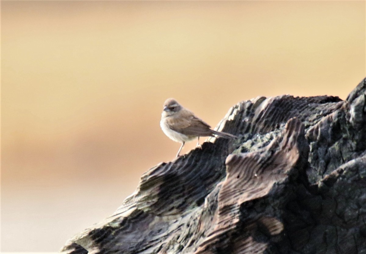 Black-throated Sparrow - Steve Stump