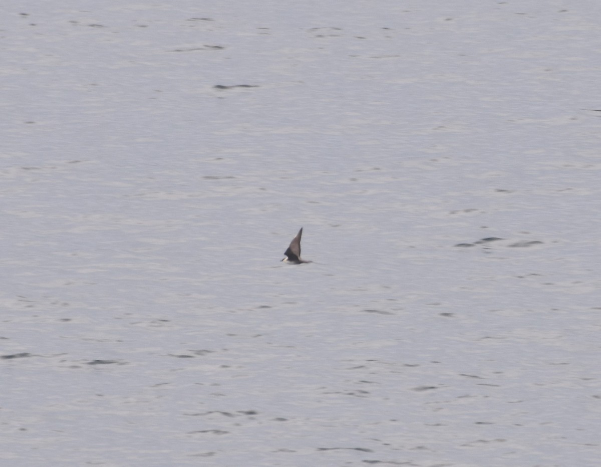 Long-tailed Jaeger - ML115034361