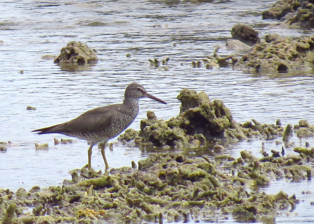 Wandering Tattler - ML115035501