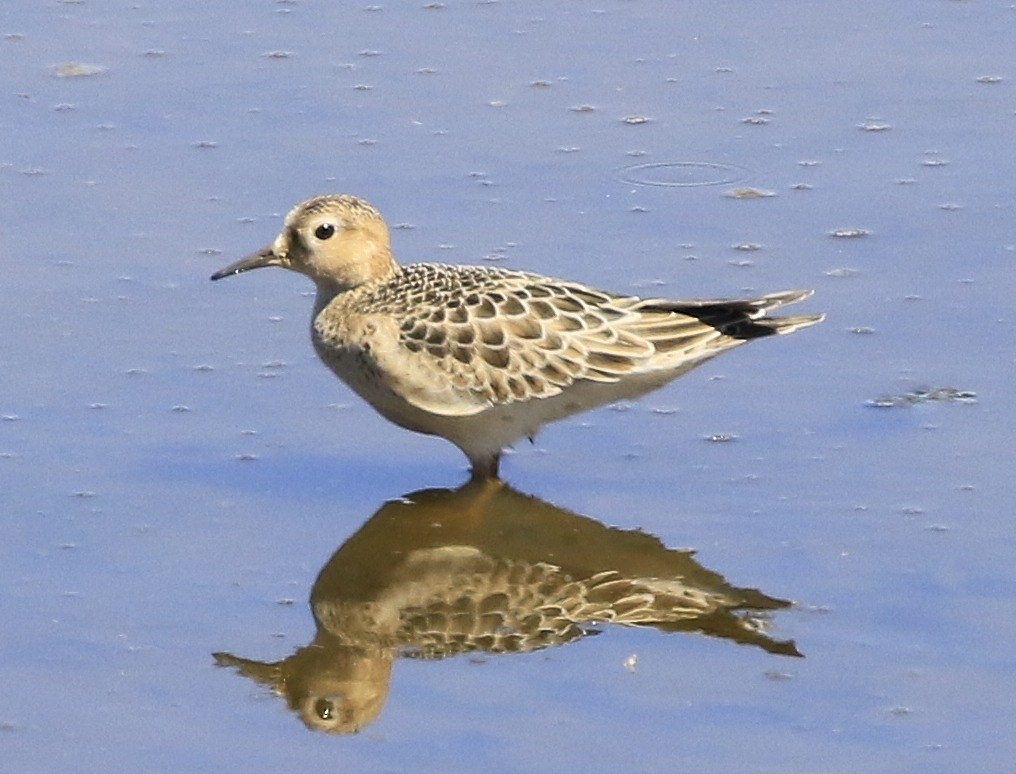 Buff-breasted Sandpiper - Trish Gussler