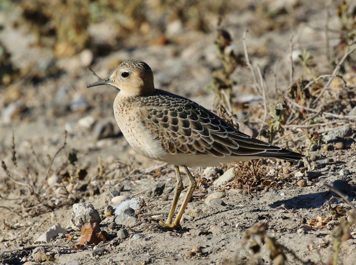 Buff-breasted Sandpiper - Tom Benson