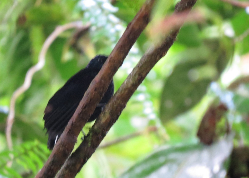 Taveuni Silktail - Mark Smiles