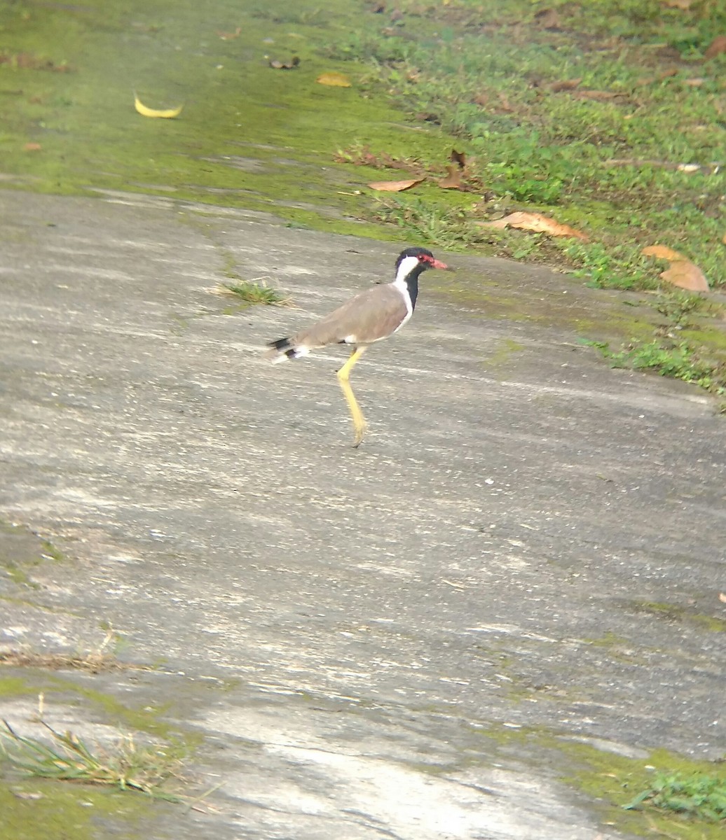 Red-wattled Lapwing - ML115037281