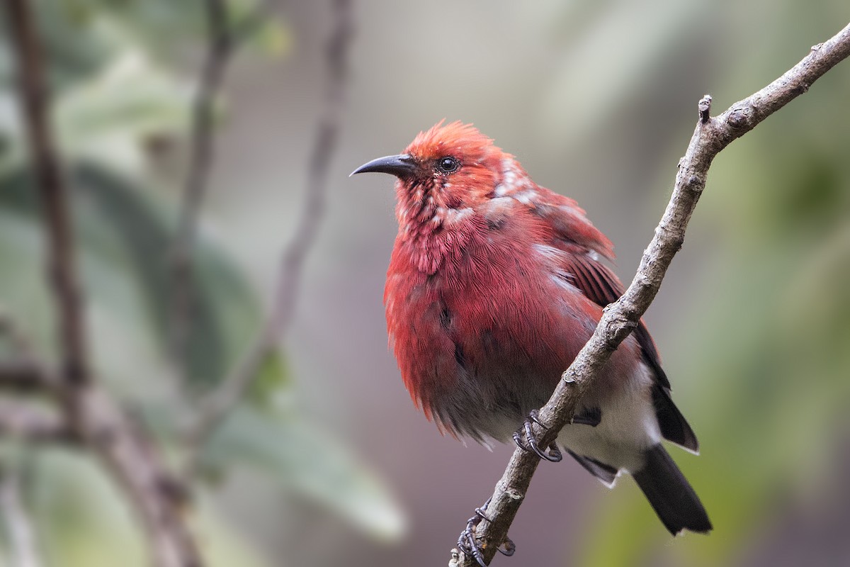 Apapanekleidervogel - ML115039551