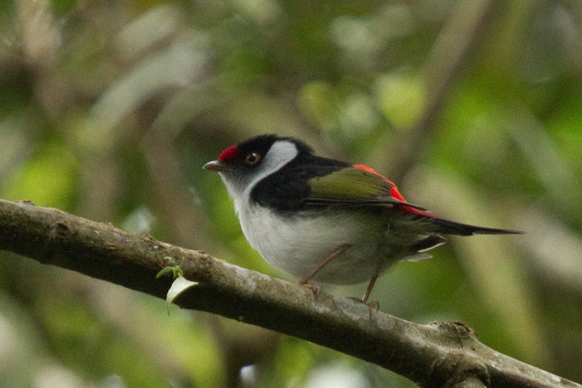 Pin-tailed Manakin - ML115039721