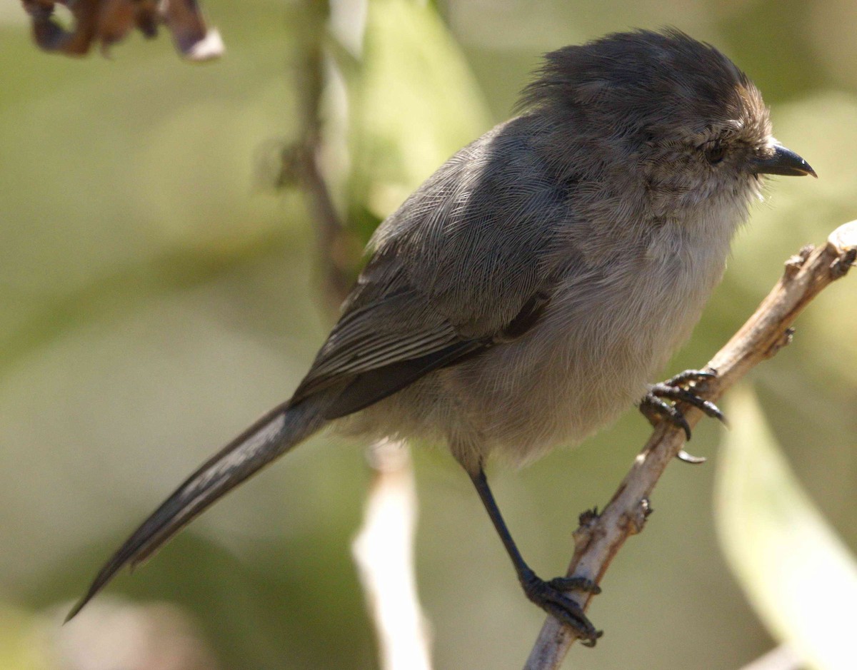 Bushtit - ML115040751