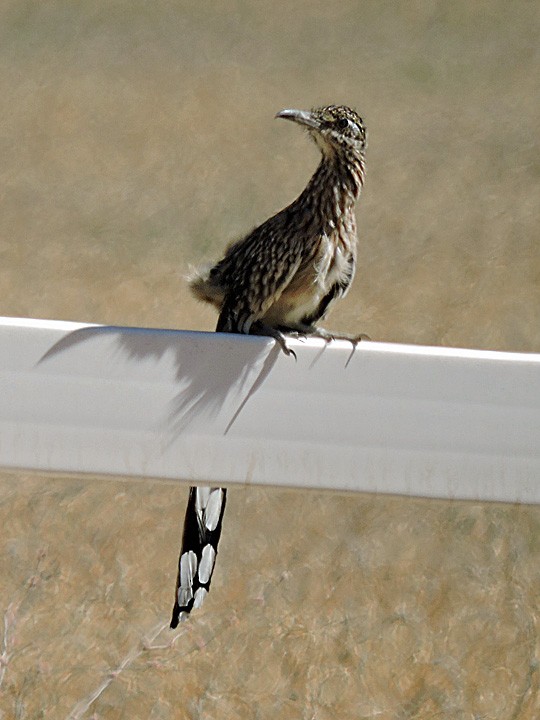 Greater Roadrunner - Denny Granstrand