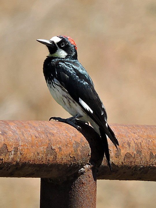 Acorn Woodpecker - ML115041711