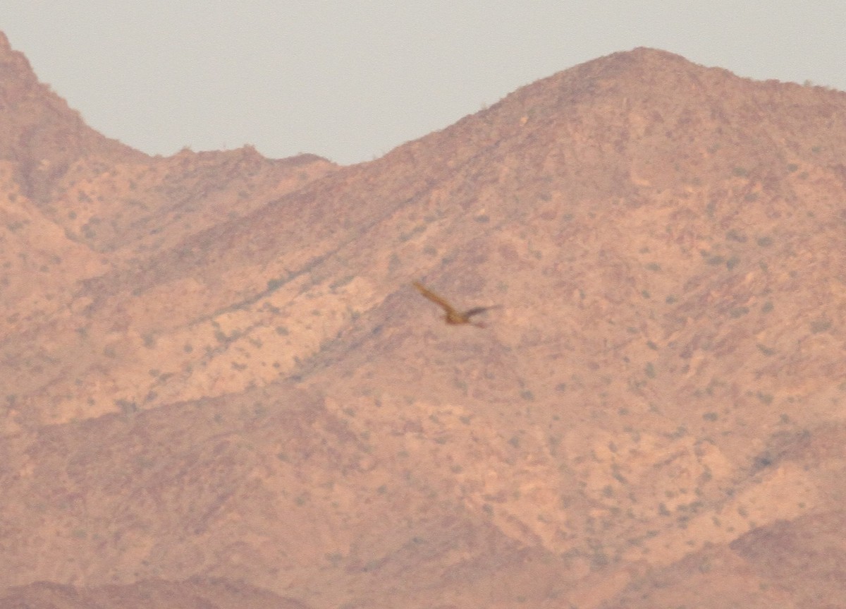 Reddish Egret - ML115042991