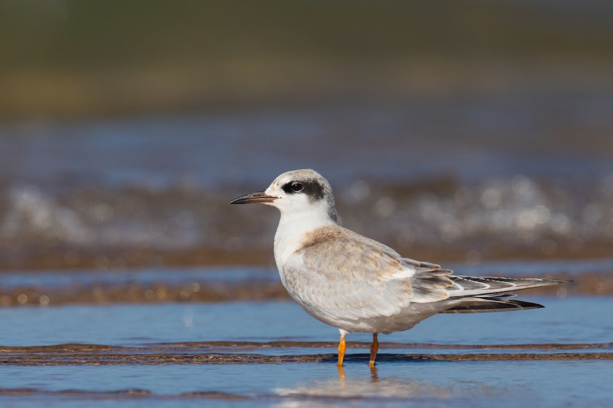 Forster's Tern - Ryan Sanderson