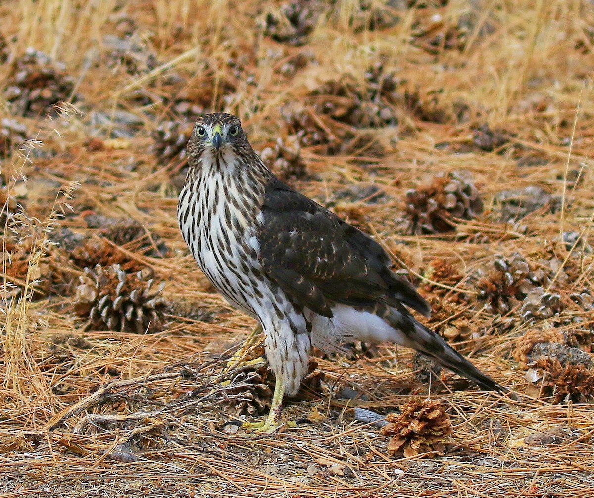 Cooper's Hawk - ML115044611