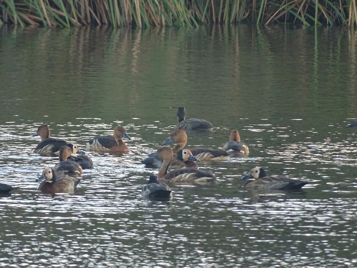 Fulvous Whistling-Duck - ML115045191