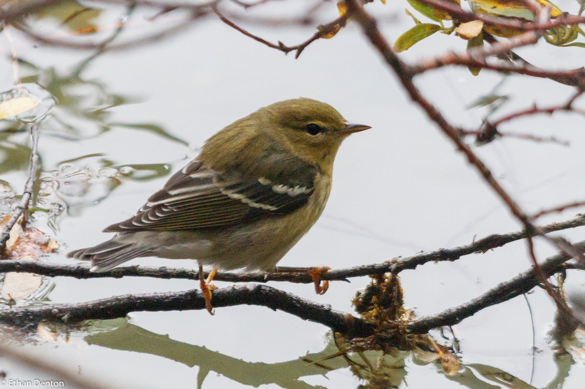 Blackpoll Warbler - ML115045881