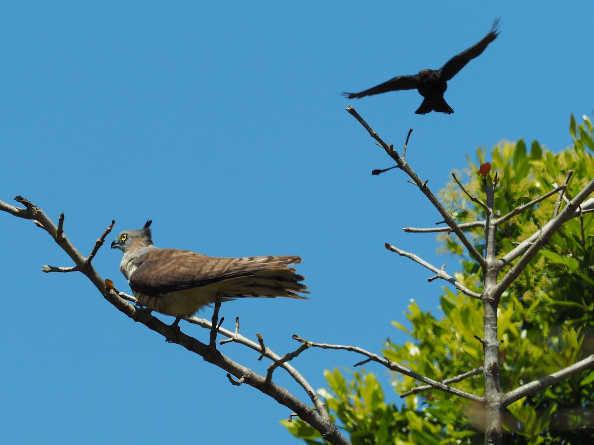 Pacific Baza - ML115046591