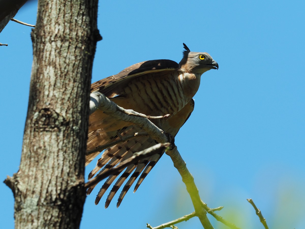 Pacific Baza - ML115046601