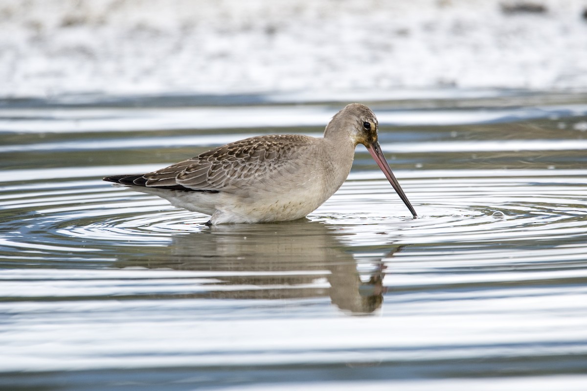 Hudsonian Godwit - ML115047621