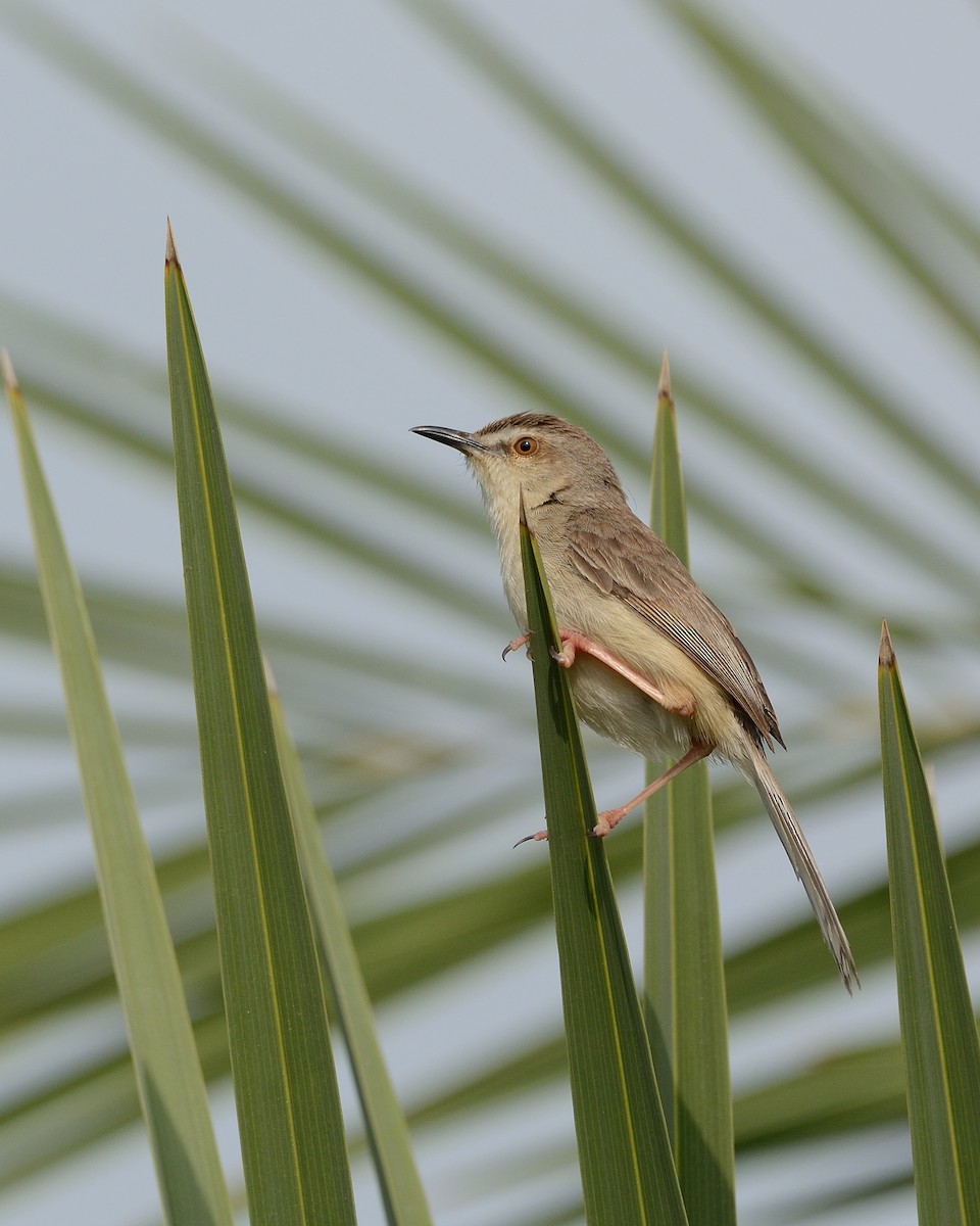 Plain Prinia - ML115048431