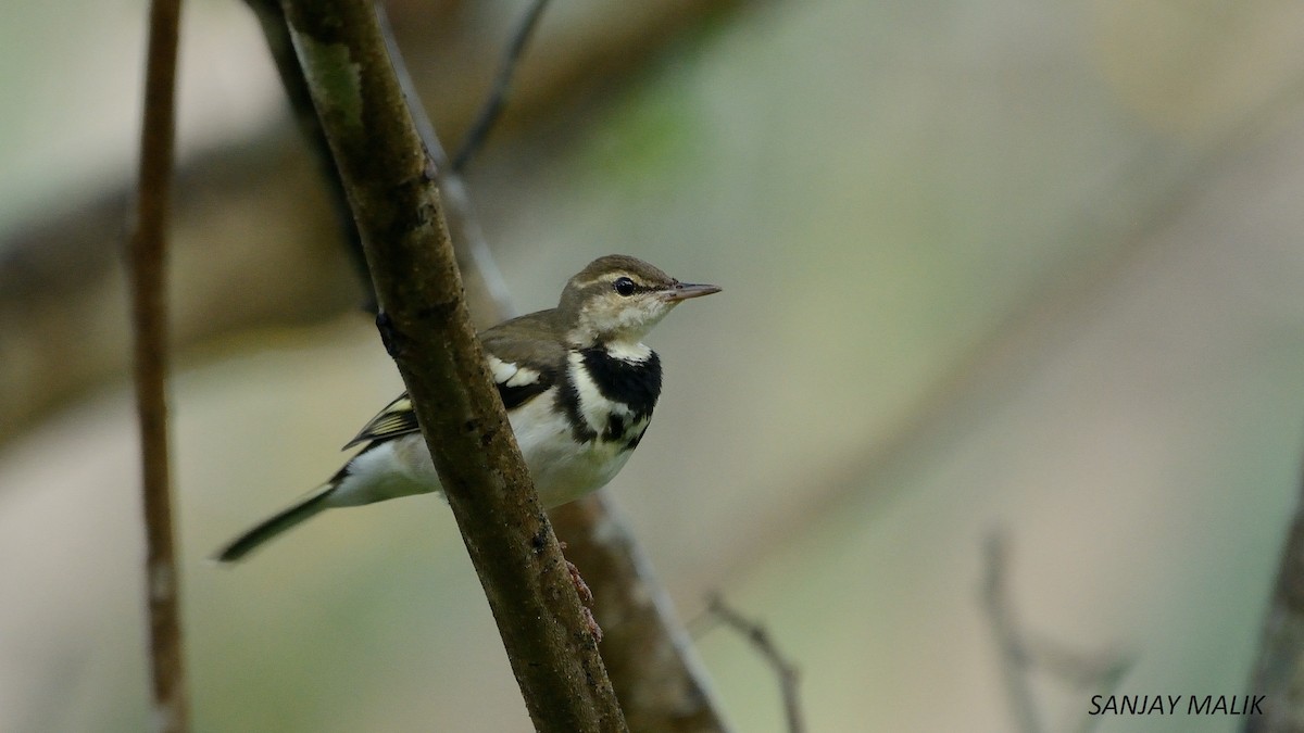 Forest Wagtail - Sanjay Malik