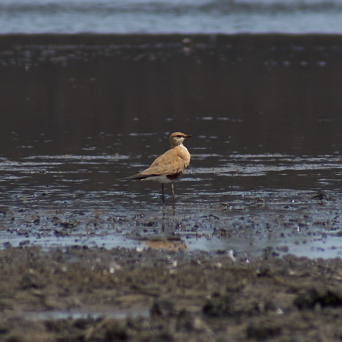 Australian Pratincole - ML115049191