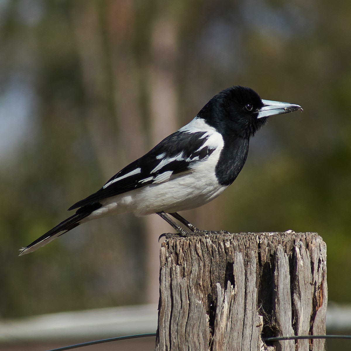 Pied Butcherbird - ML115049441