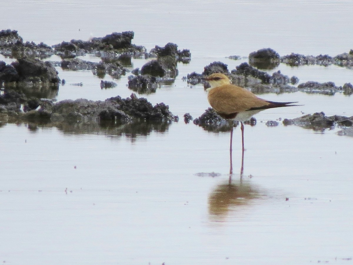 Australian Pratincole - ML115051571