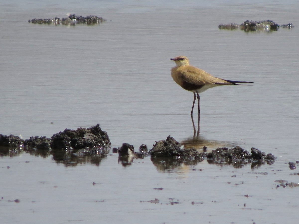 Australian Pratincole - ML115051581