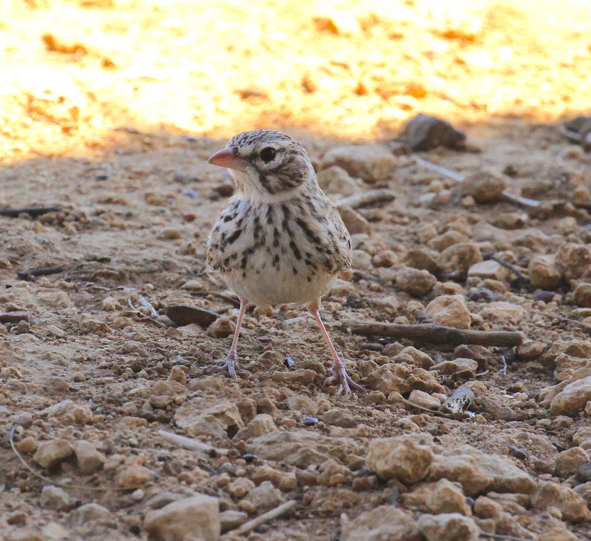 Madagascar Lark - ML115052221