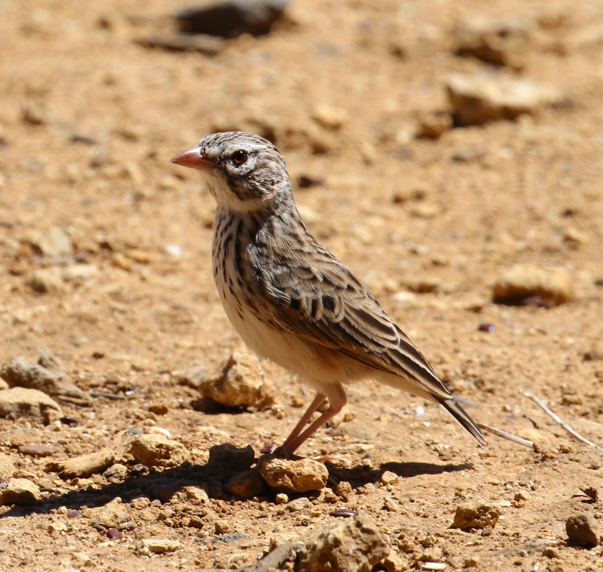 Madagaskarlerche - ML115052231