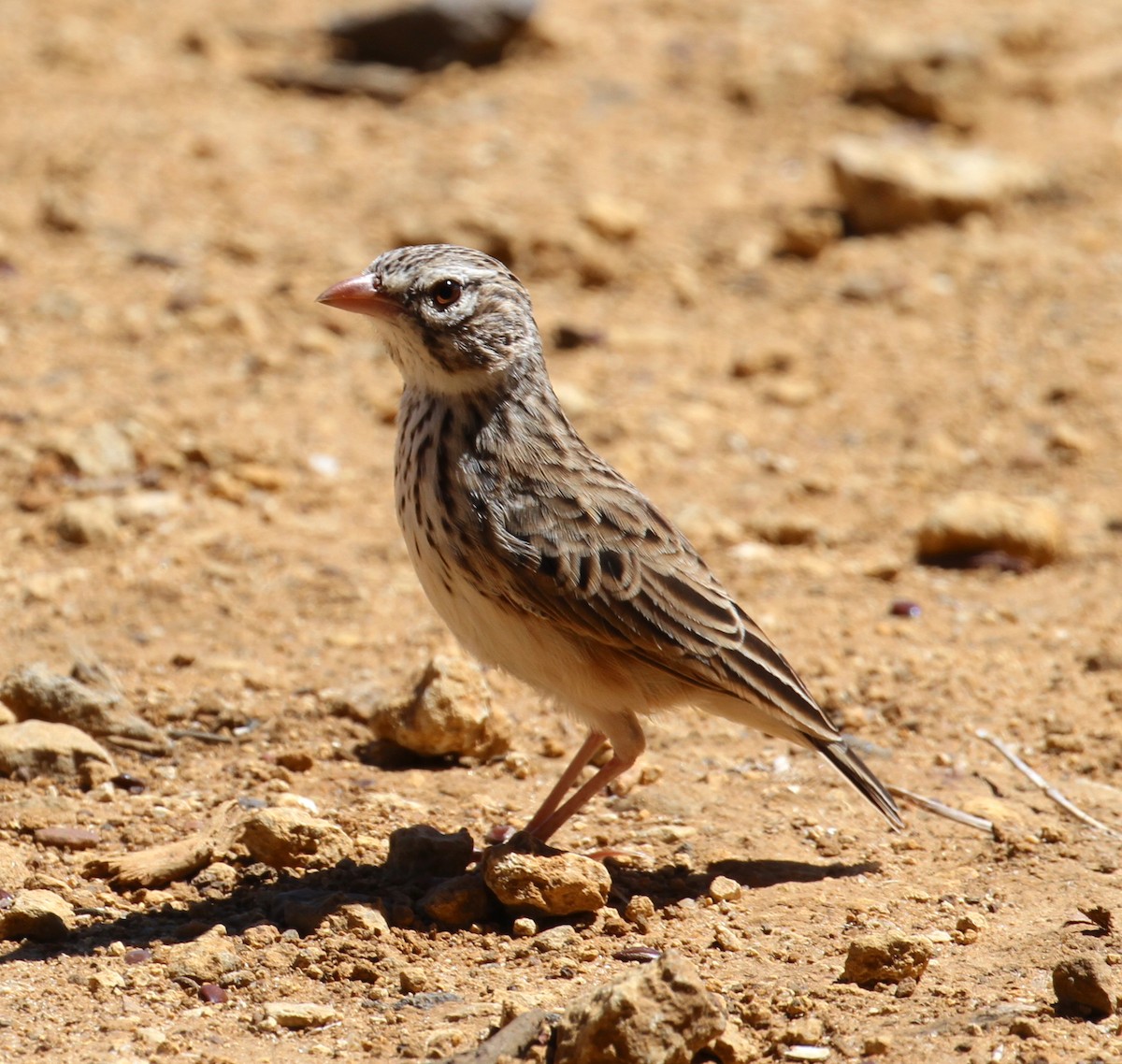 Madagascar Lark - ML115052231