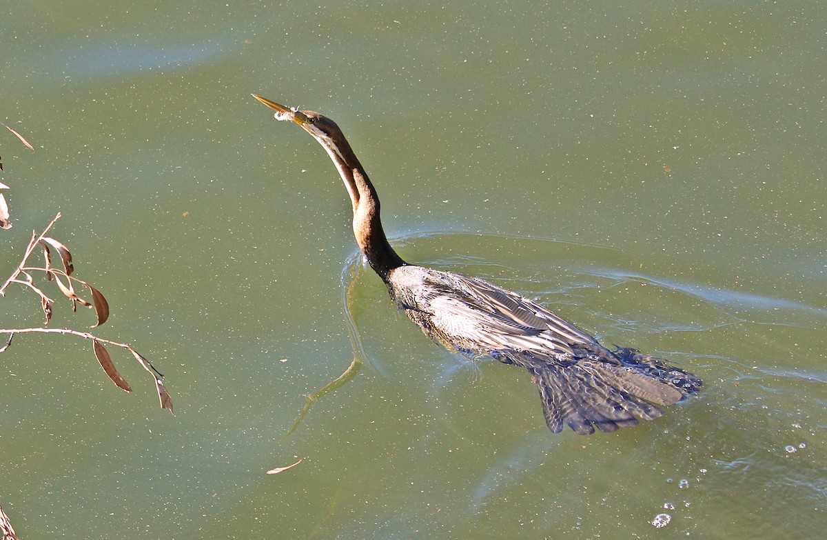 anhinga australská - ML115052881