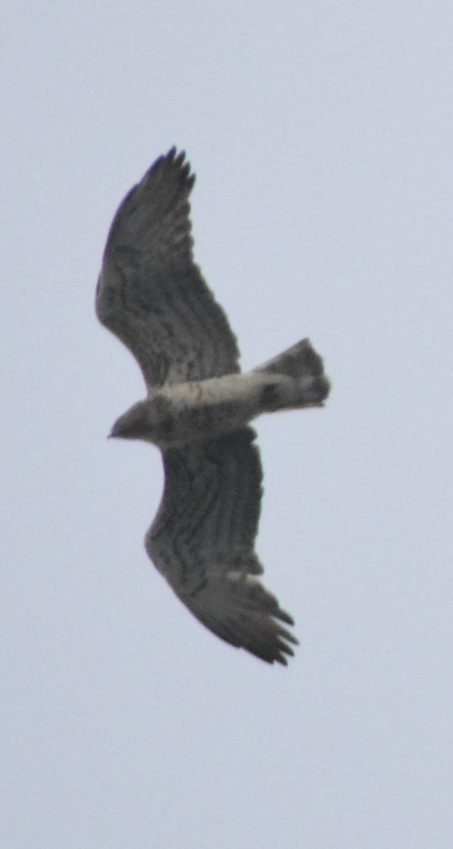 Short-toed Snake-Eagle - ML115053791