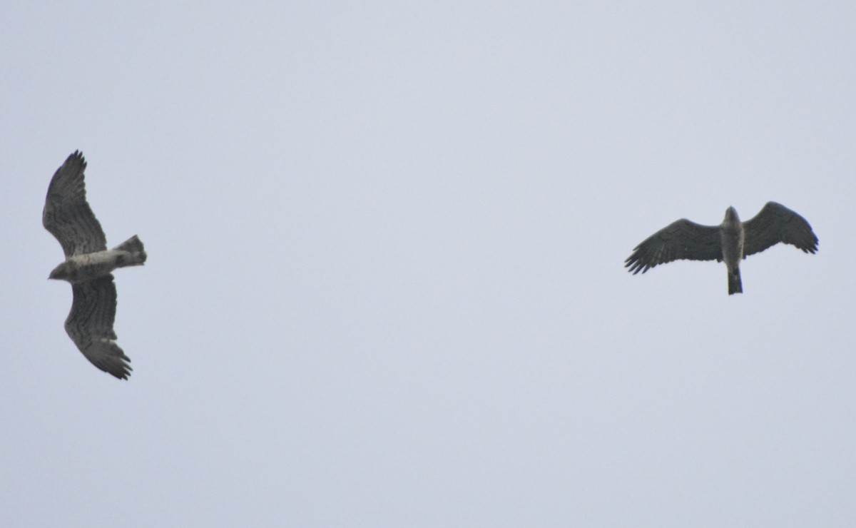 Short-toed Snake-Eagle - John Cree