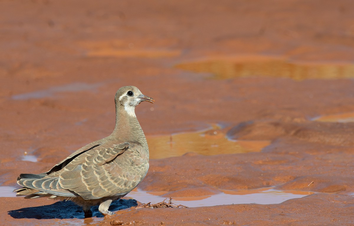 Flock Bronzewing - ML115053881