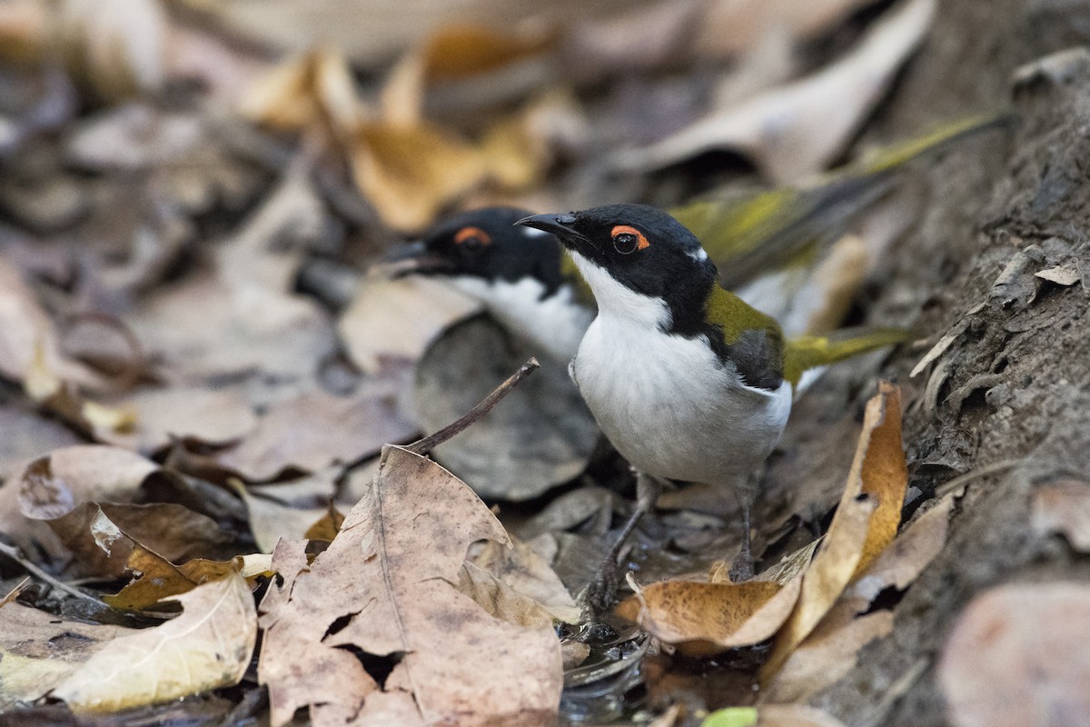 White-naped Honeyeater - Lucas Brook