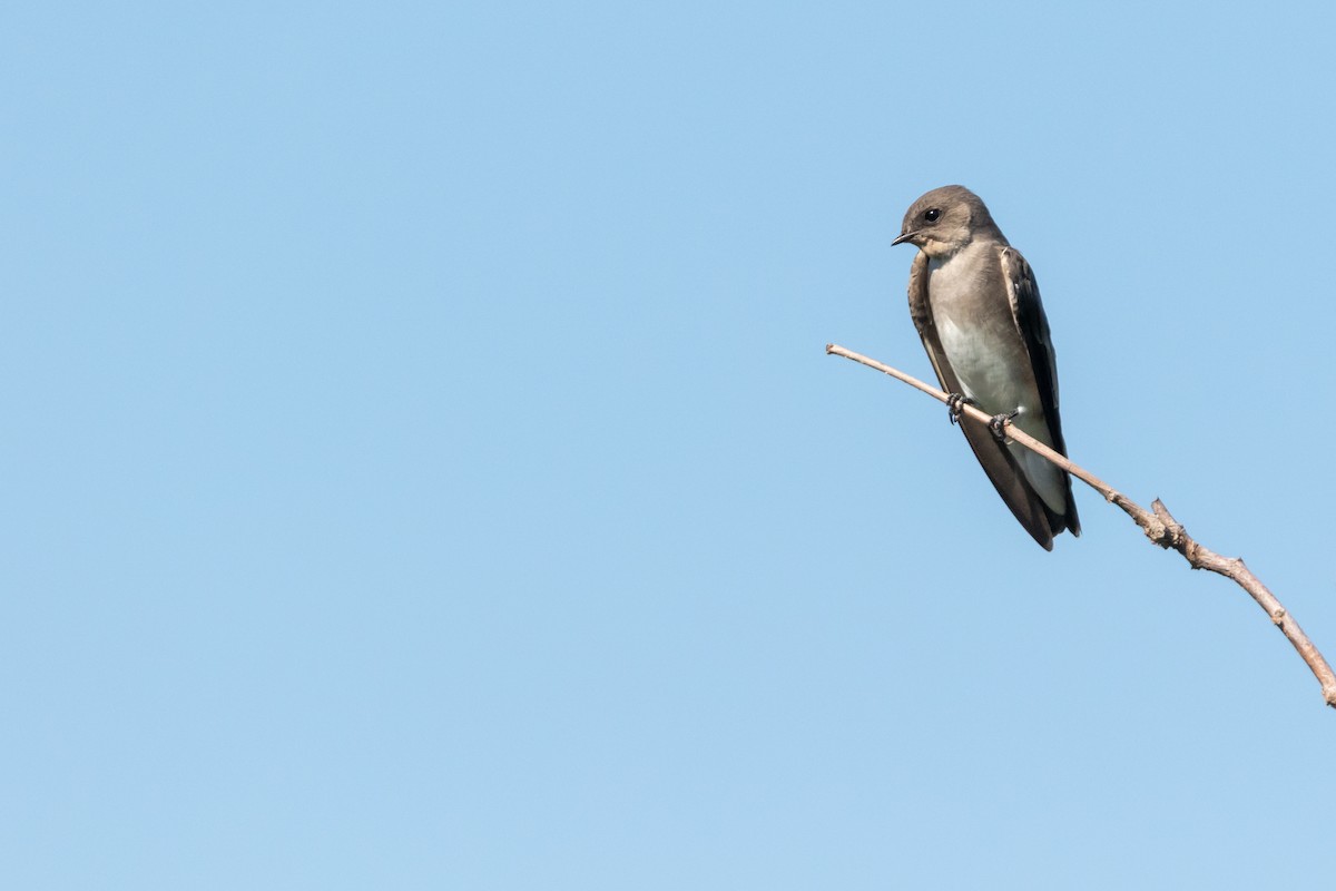 Golondrina Aserrada - ML115054571