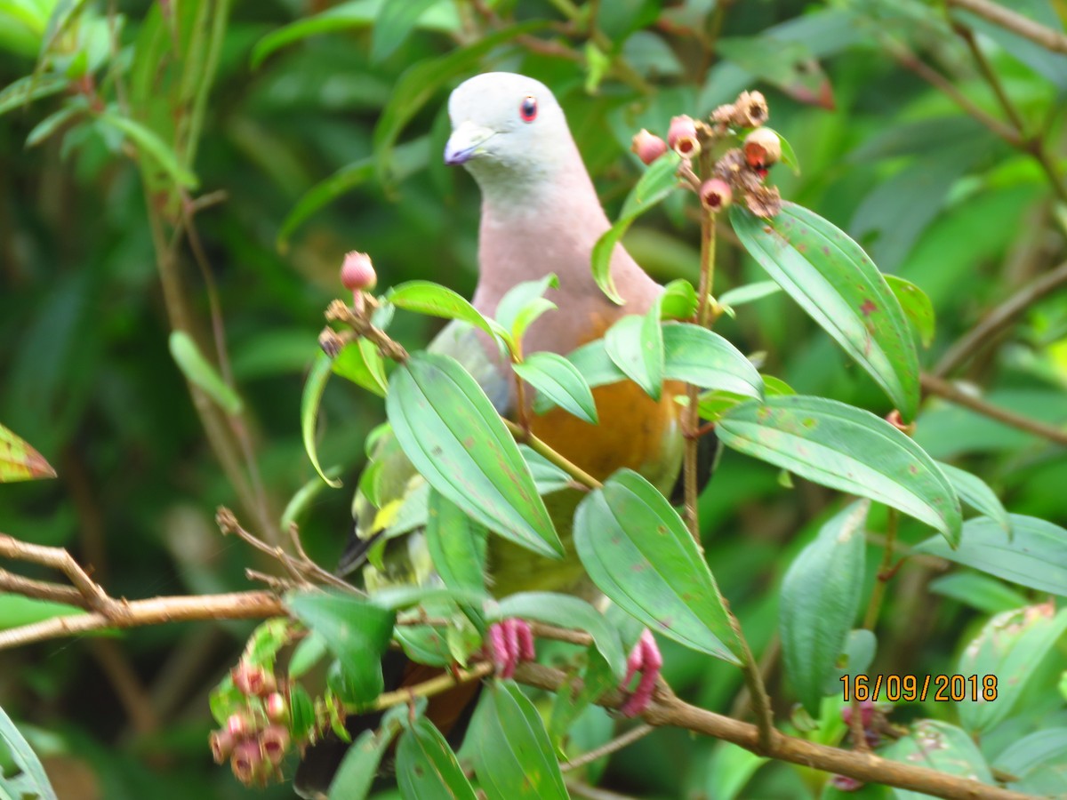Pink-necked Green-Pigeon - ML115057061