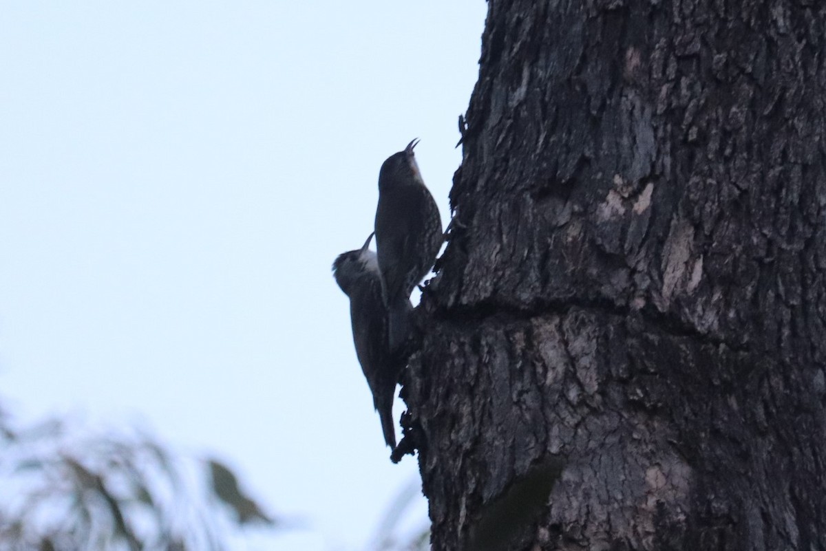 White-throated Treecreeper - ML115057211