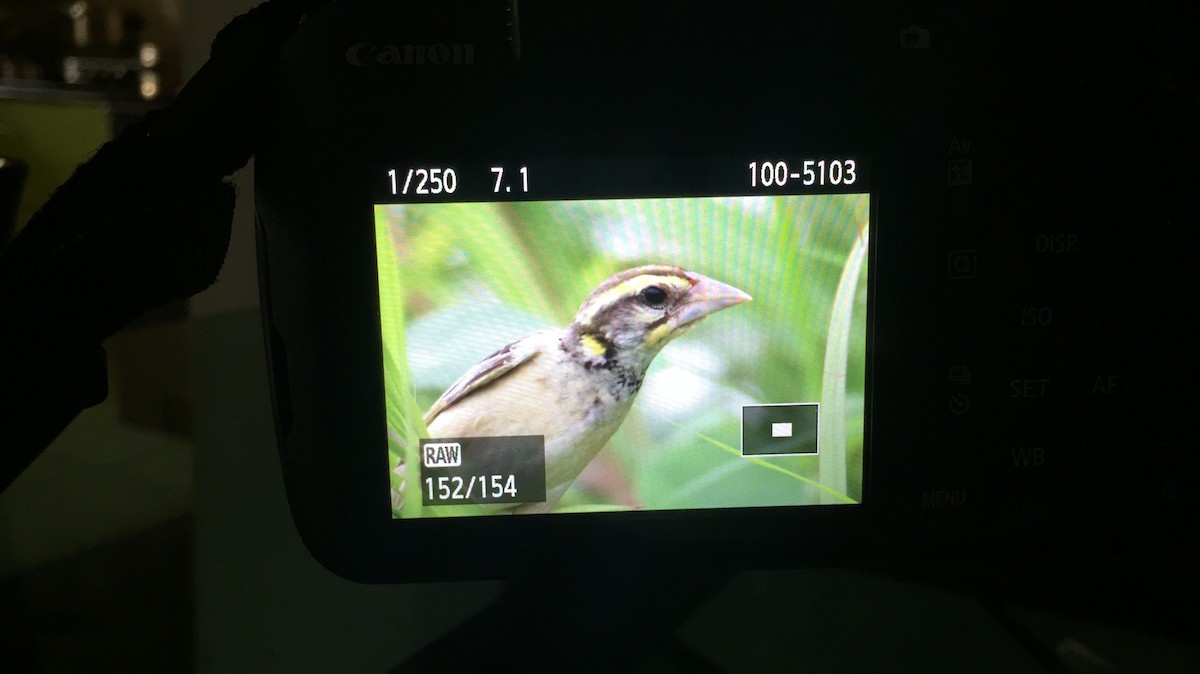 Black-breasted Weaver - ML115059241