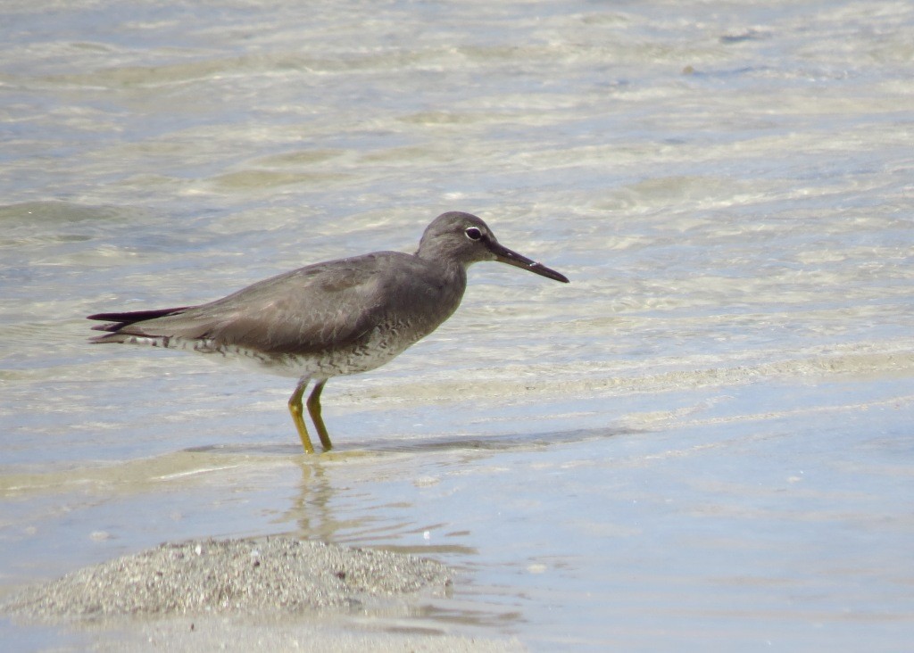 Wandering Tattler - ML115059571