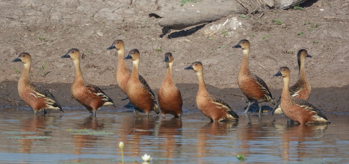 Wandering Whistling-Duck - Ron Sawyer