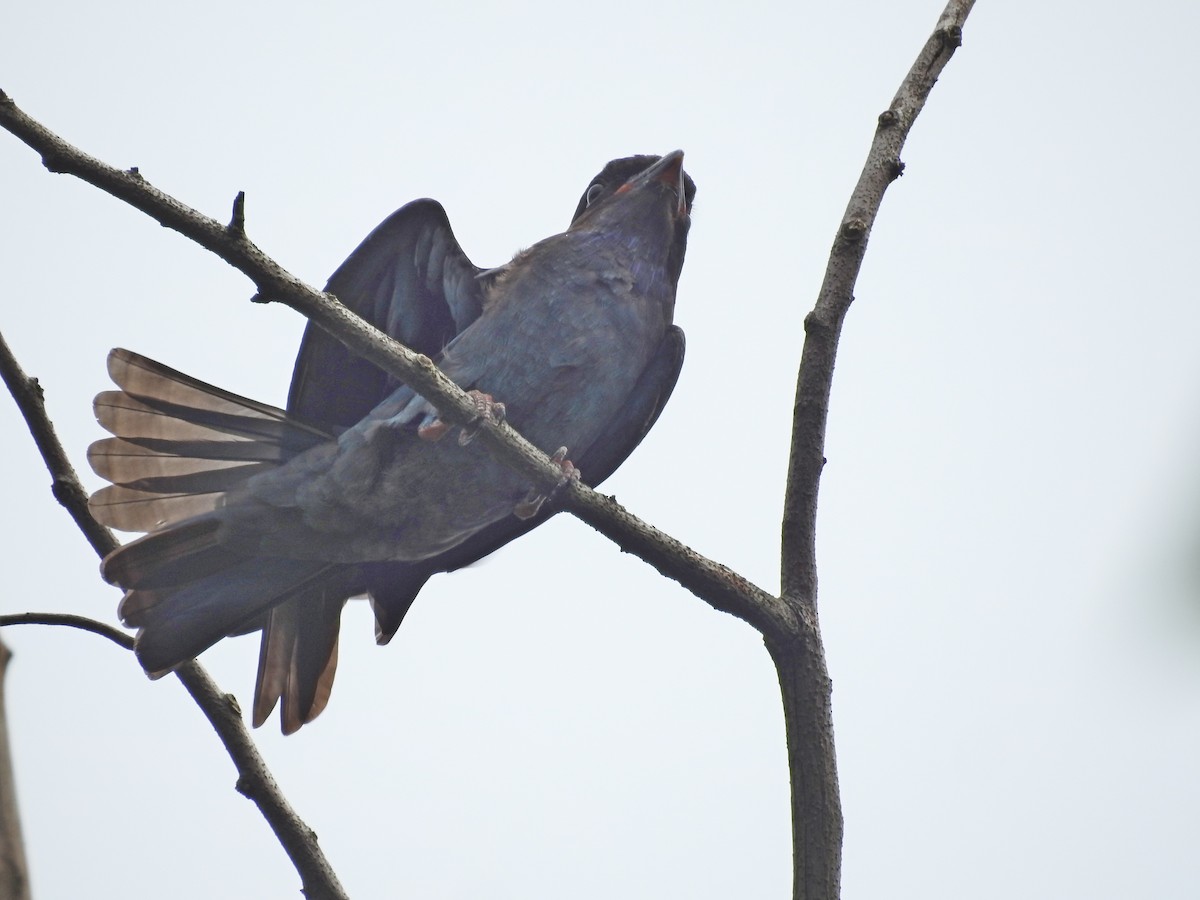 Dollarbird - ML115061291