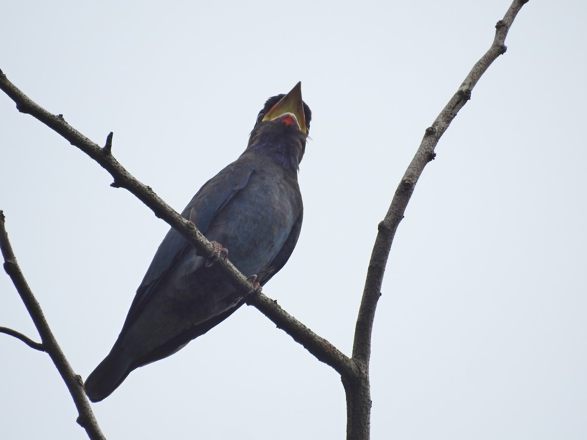 Dollarbird - ML115061321